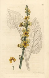 Schwarze Königskerze, Verbascum nigrum (black molene). Handkolorierter Kupferstich nach einer Illustration von James Sowerby aus James Smiths English Botany, London