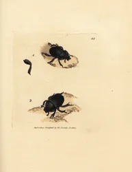 Mistkäfer oder Erdbohrender Mistkäfer, Geotrupes puncticollis (Scarabaeus spiniger). Handkolorierte Kupferstichgravur von James Sowerby aus The British Miscellany, oder Coloured figures of new, rare, or little known animal subjects.
