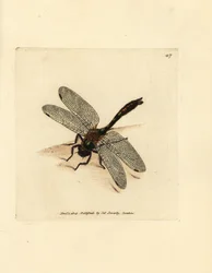 Glänzende Smaragdlibelle, Cordulia aenea. Handkolorierter Kupferstich von James Sowerby aus The British Miscellany, or Coloured figures of new, rare, or little known animal subjects