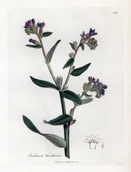 Färber-Ochsenzunge oder Färber-Alkanna - Färber-Ochsenzunge oder Alkanna, Anchusa tinctoria. Handkolorierte Kupferstichgravur aus einer botanischen Illustration von James Sowerby aus William Woodville und Sir William Jackson Hooker