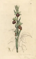 Frühblühende Spinnen-Ragwurz, Ophrys sphegodes. Handkolorierter Kupferstich nach einer Illustration von James Sowerby aus James Smith