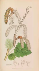 Englische Botanik, 1790-1800