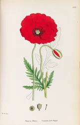 Englische Botanik, 1790-1800