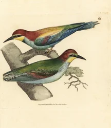 Bienenfresser, Merops apiaster. Männchen und Weibchen. Handkolorierter Kupferstich von James Sowerby aus The British Miscellany, or Coloured figures of new, rare, or little known animal subjects