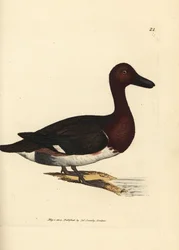 Moorente, Aythya nyroca (Anas nyroca, Olivgetupfte Ente). Handkolorierte Kupferstichgravur von James Sowerby aus The British Miscellany, oder Coloured figures of new, rare, or little known animal subjects.