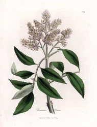 Blühender Eschenbaum, Fraxinus ornus. Handkolorierte Kupferstich-Illustration von James Sowerby aus William Woodville und Sir William Jackson Hookers „Medical Botany“, John Bohn, London