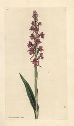 Duftende Orchidee, Gymnadenia conopsea. Handkolorierter Kupferstich nach einer Illustration von James Sowerby aus James Smiths English Botany, London