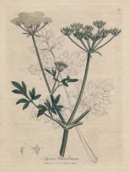 Petersilie, Apium petroselinum