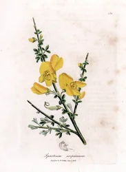Ginsterbesen - Gemeiner Besenginster, Cytisus scoparius. Handkolorierte Kupferstichgravur aus einer botanischen Illustration von James Sowerby aus William Woodville und Sir William Jackson Hooker