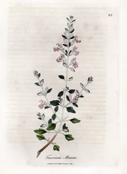Germandree Marum oder Germandree der Katzen - Katzen-Thymian, Teucrium marum. Handkolorierte Kupferstichgravur von James Sowerby aus William Woodville und Sir William Jackson Hooker