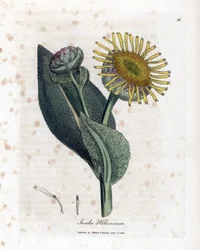 Große Alantwurzel - Alant, Inula helenium. Handkolorierte Kupferstichgravur aus einer botanischen Illustration von James Sowerby aus William Woodville und Sir William Jackson Hooker