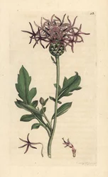 Große Flockenblume, Centaurea scabiosa