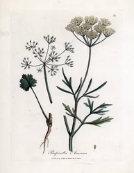 Grüner Anis, Pimpinella anisum. Handkolorierter Kupferstich aus einer Illustration von James Sowerby. Auszug aus dem Buch von William Woodville und Sir William Jackson Hooker „Botanique medicinale“ 1832