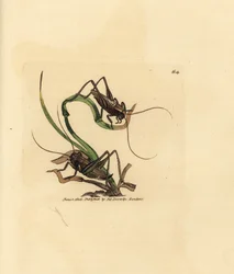 Graue Buschgrille, Platycleis grisea (Graue Heuschrecke, Locust grisea). Handkolorierter Kupferstich von James Sowerby aus The British Miscellany, oder Coloured figures of new, rare, or little known animal subjects.