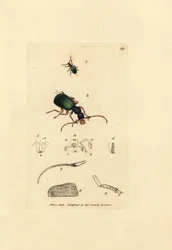 Laufkäfer, Drypta dentata (Goldmundiger Carabus, Carabus chrysostomos). Handkolorierter Kupferstich von James Sowerby aus The British Miscellany, oder Coloured figures of new, rare, or little known animal subjects.