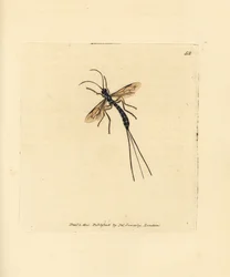 Schlupfwespe, Rhyssa persuasoria (Ichneumon persuasorius). Handkolorierter Kupferstich von James Sowerby aus The British Miscellany, oder Coloured figures of new, rare, or little known animal subjects.