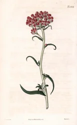 Immortelle-Stern - Helichrysum stellatum. Handkolorierte Kupferstichgravur von Weddell nach einer Illustration von James Sowerby aus Samuel Curtis