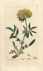 Wundklee, Anthyllis vulneraria. Handkolorierter Kupferstich nach einer Illustration von James Sowerby aus James Smiths English Botany, London