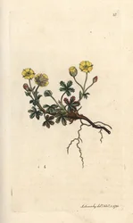 Großblütige Fingerkraut, Potentilla grandiflora. Handkolorierter Kupferstich nach einer Illustration von James Sowerby aus James Smiths English Botany, London