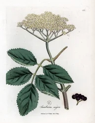 Großer Holunder oder Schwarzer Holunder - Gemeiner Schwarzer Holunder, Sambucus nigra. Handkolorierte Kupferstichgravur aus einer botanischen Illustration von James Sowerby aus William Woodville und Sir William Jackson Hooker