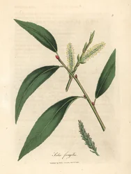 Blätter und Kätzchen der Bruchweide, Salix fragilis