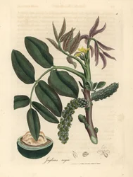 Blätter, gelbe Blüte und Nuss des Walnussbaums, Juglans regia