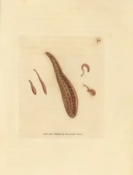 Blutegel, Hirudo circulans. Handkolorierter Kupferstich von James Sowerby aus The British Miscellany, oder Coloured figures of new, rare, or little known animal subjects.