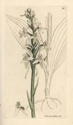 Kleine Schmetterlings-Knabenkraut, Platanthera bifolia. Handkolorierter Kupferstich nach einer Illustration von James Sowerby aus James Smith