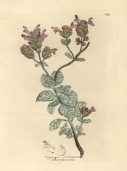 Fliederblühender Diptam von Kreta, Origanum dictamnus