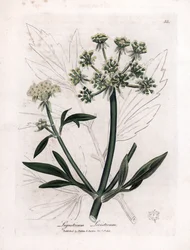 Liebstöckel, Ligusticum levisticum. Handkolorierter Kupferstich aus einer Illustration von James Sowerby. Auszug aus dem Buch von William Woodville und Sir William Jackson Hooker „Botanique medicinale“ 1832