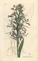 Eidechsen-Orchidee, Himantoglossum hircinum (Eidechsen-Satyrion oder Orchis, Satyrium hircinum). Handkolorierter Kupferstich nach einer Illustration von James Sowerby aus James Smiths English Botany, London