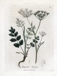 Locage Saxifrage - Burnet Saxifrage, Pimpinella saxifraga. Handkolorierte Kupferstichgravur von James Sowerby aus William Woodville und Sir William Jackson Hooker