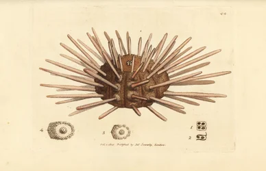 Langstachelige Seeigel, Cidaris cidaris