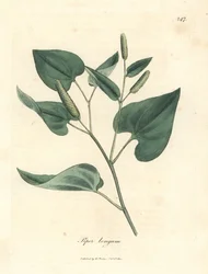 Langer Pfeffer, Piper longum