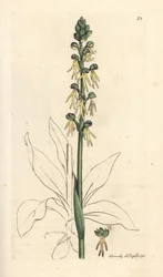 Männliche Orchidee, Orchis anthropophora. Handkolorierter Kupferstich nach einer Illustration von James Sowerby aus James Smiths English Botany, London