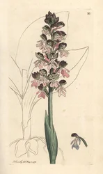 Militärische Orchis, Orchis militaris