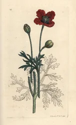 Bastard-Mohn, Papaver hybridum