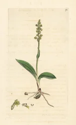 Mücken-Händelwurz, Herminium monorchis