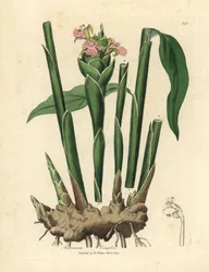 Schmalblättriger Ingwer, Zingiber officinale
