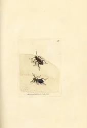 Nördliche Dünen-Sandlaufkäfer, Cicindela hybrida. Handkolorierte Kupferstichgravur von James Sowerby aus The British Miscellany, or Coloured figures of new, rare, or little known animal subjects