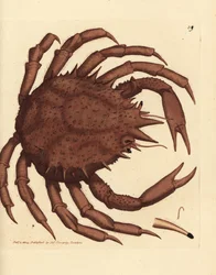 Norwegischer Königskrabbe oder nördlicher Stein-Krabbe, Lithodes maja. Handkolorierter Kupferstich von James Sowerby aus The British Miscellany, oder Coloured figures of new, rare, or little known animal subjects.