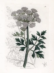 Safran-Wasserfenchel, Oenanthe crocata. Handkolorierte Kupferstichgravur aus einer botanischen Illustration von James Sowerby aus William Woodville und Sir William Jackson Hooker