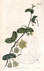 Passionsblume, Passiflora biflora. Handkolorierter Kupferstich von Weddell nach einer Illustration von James Sowerby aus Samuel Curtis