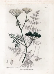 Wasserfenchel, Phellandrium aquatium. Handkolorierter Kupferstich aus einer botanischen Illustration von James Sowerby aus William Woodville und Sir William Jackson Hooker