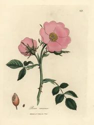 Rosa Hundsrose mit Hagebutte, Rosa canina