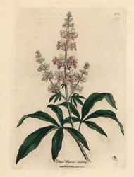 Rosa blühender Keuschbaum, Vitex agnus castus