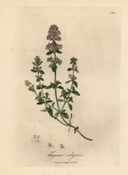 Rosa blühender Gartenthymian, Thymus vulgaris