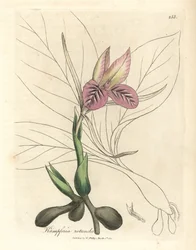 Rosa blühende Zedoarie, Kaempferia rotunda