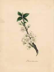 Pflaumenbaum - Gemeiner Pflaumenbaum, Prunus domestica. Aus einer Illustration von James Sowerby aus William Woodville