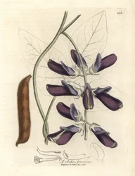 Purpurblühende Kuhbohne, Dolichos pruriens